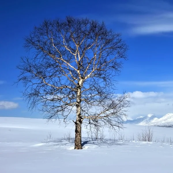 Arbre sur champ d'hiver — Photo