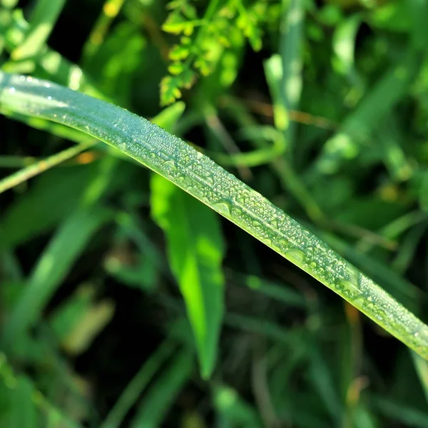 Gotas de água na grama verde — Fotografia de Stock