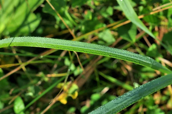 Water drops on the green grass — Stock Photo, Image