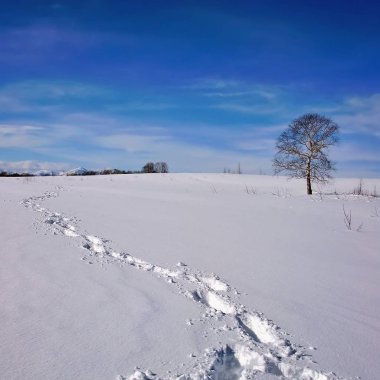 Kış manzarası. Rusya.