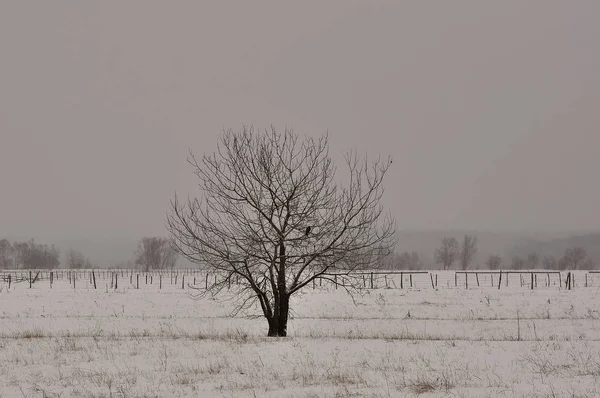 Árbol de invierno en un campo —  Fotos de Stock