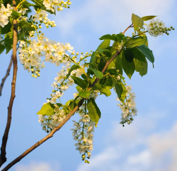 Svarta vinbär blomma — Stockfoto