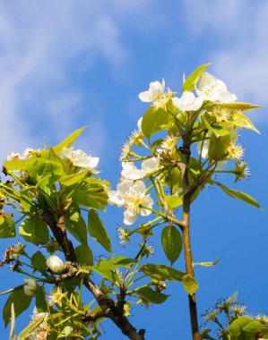 Siyah frenk üzümü çiçek