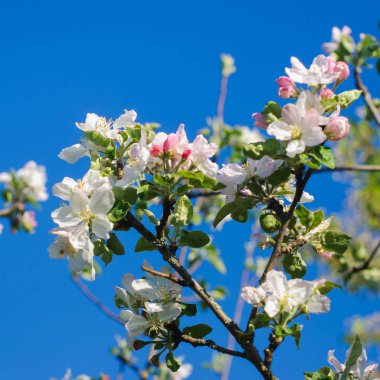 Beyaz çiçekler dallar. Ağaç bahar.