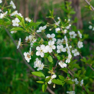Beyaz çiçekler dallar. Ağaç bahar.