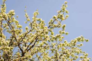 Beyaz çiçekler dallar. Ağaç bahar.
