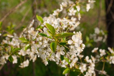 Beyaz çiçekler dallar. Ağaç bahar.