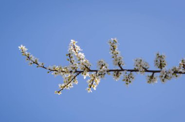 Beyaz çiçekler dallar. Ağaç bahar.