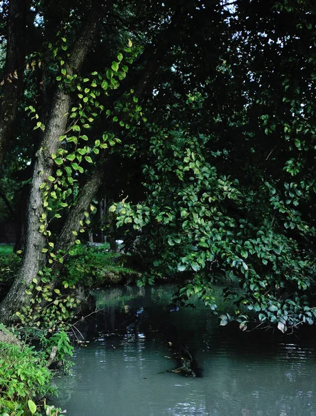 Beau paysage d'été avec rivière — Photo