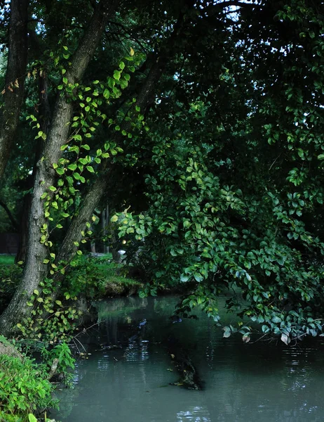 Beau paysage d'été avec rivière — Photo