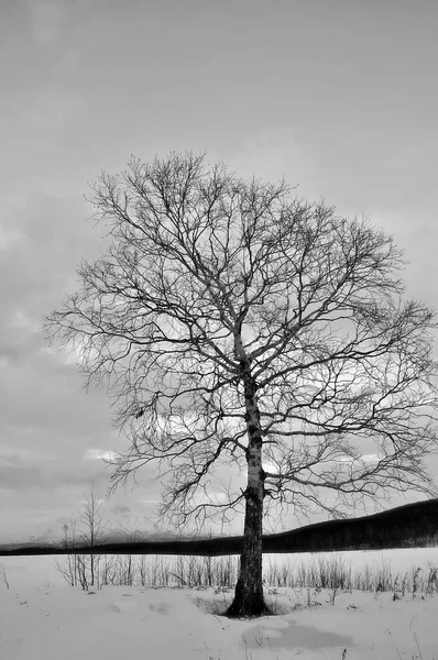 Bela árvore solitária no inverno . — Fotografia de Stock