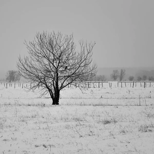 Hermoso árbol solitario en invierno . — Foto de Stock