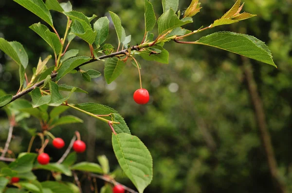 Ciliegio nel giardino soleggiato. — Foto Stock