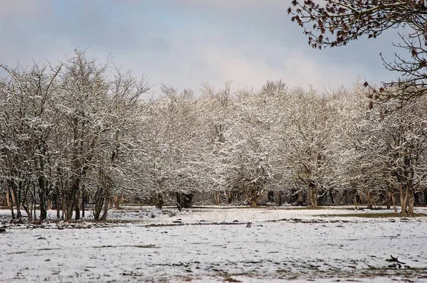 Paysage hivernal d'arbres givrés — Photo