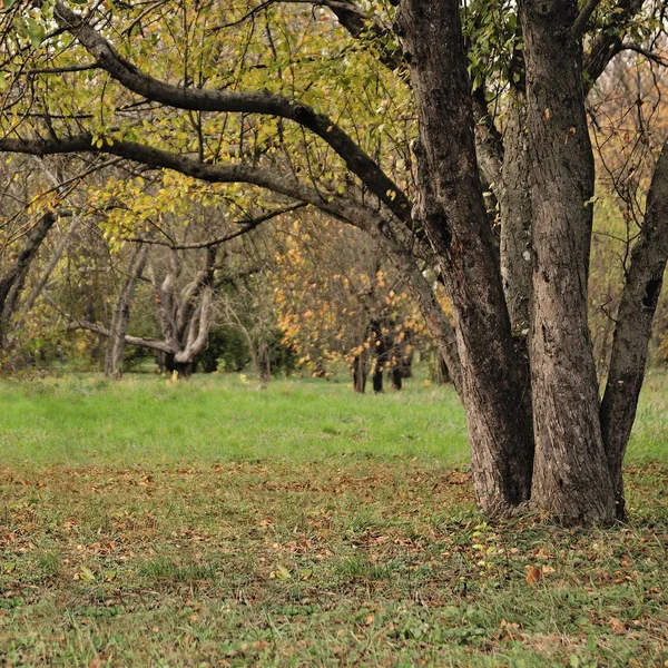 Krásné scéně stromu — Stock fotografie