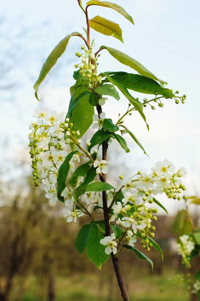 Flores de las flores blancas — Foto de Stock