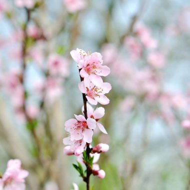 bulanık doğa arka plan üzerinde kiraz çiçekleri