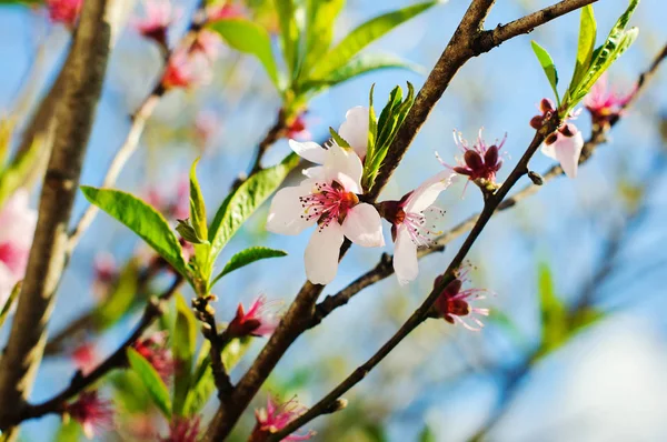 自然を背景にした桜 — ストック写真