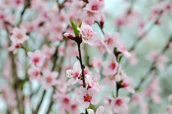 Flores de cerezo sobre fondo borroso de la naturaleza — Foto de Stock