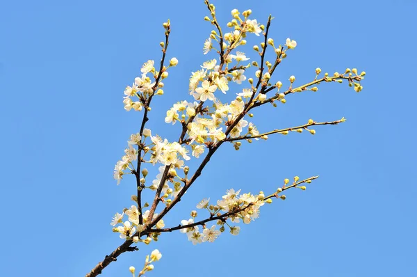 Floração ramos de árvores de primavera com flores brancas — Fotografia de Stock