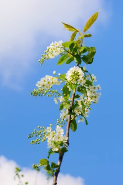 Çiçek açmış kiraz ağacı.