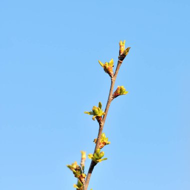 bir ağacın çiçek şube.