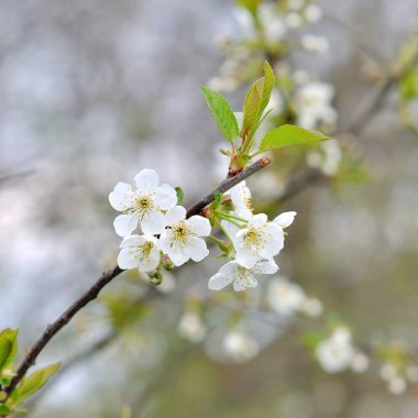 Güzel çiçekli meyve ağaçları.