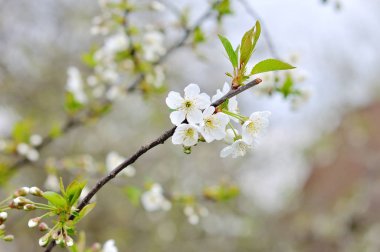 Erik ağacının çiçek açan dalı