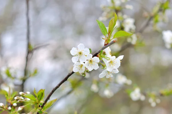 美しい春の花の木 — ストック写真