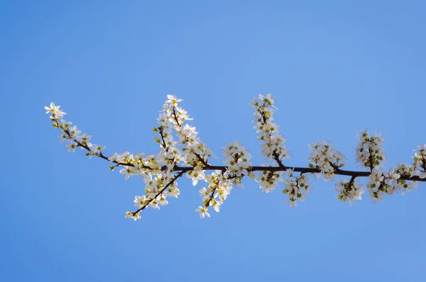 Blühender Zweig des Pflaumenbaumes — Stockfoto
