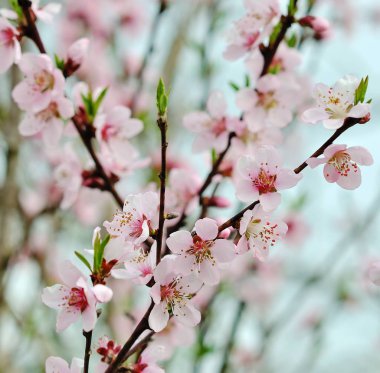 kiraz çiçekleri çiçek