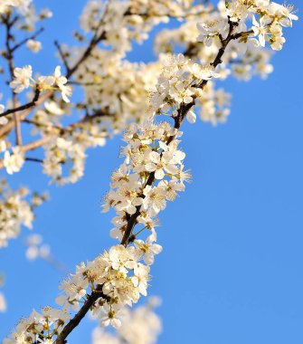 Mavi gökyüzü güzel kiraz ağacı