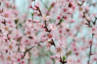 İlkbaharda açan ağaç