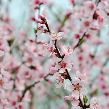 İlkbaharda açan ağaç
