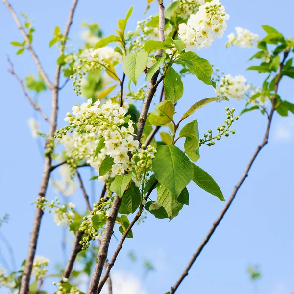 Våren gratulationskort, blossom Häggen. — Stockfoto