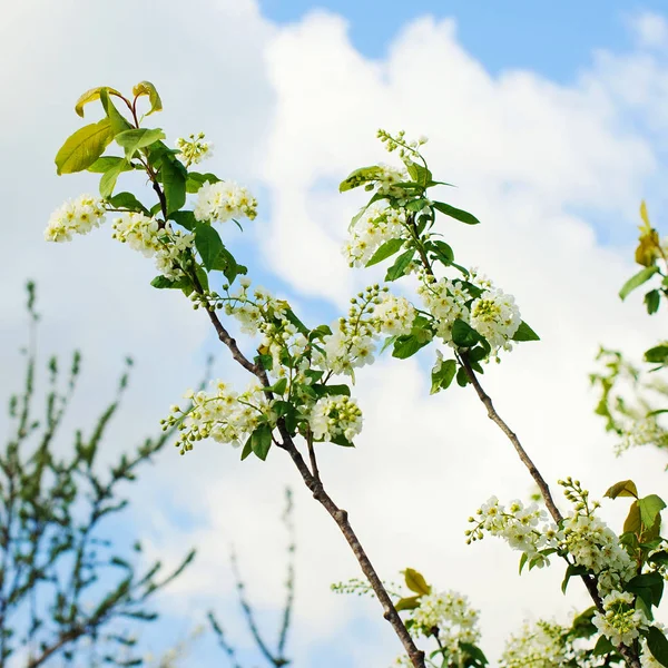 Våren gratulationskort, blossom Häggen. — Stockfoto