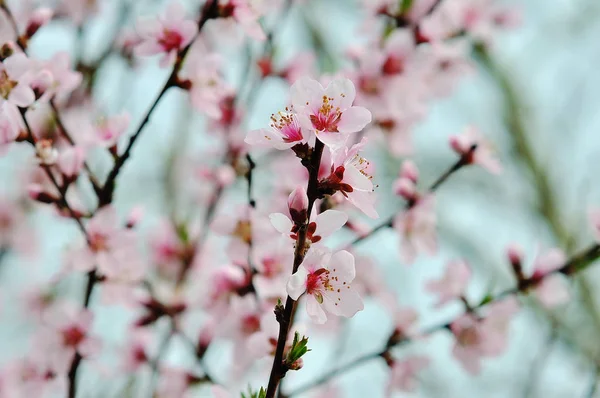 Wiosenne drzewo z różowymi kwiatami — Zdjęcie stockowe