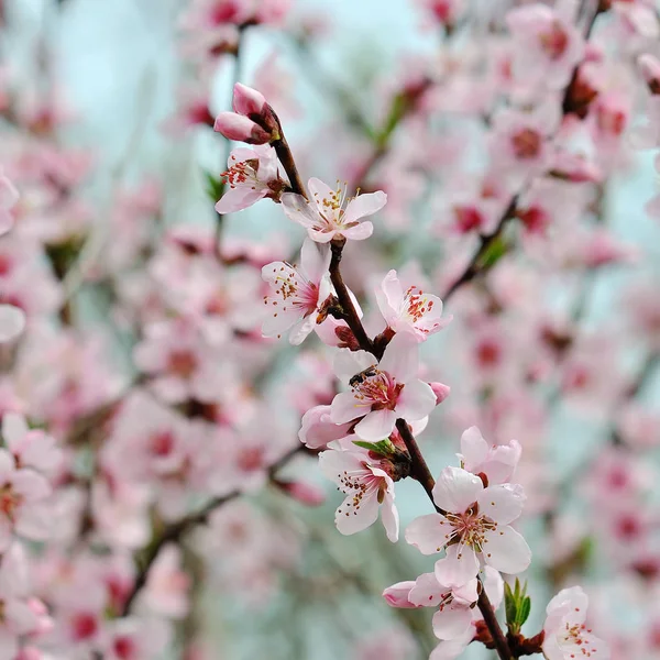 İlkbaharda açan ağaç