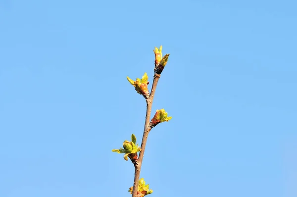 Flor de cerezo en primavera — Foto de Stock