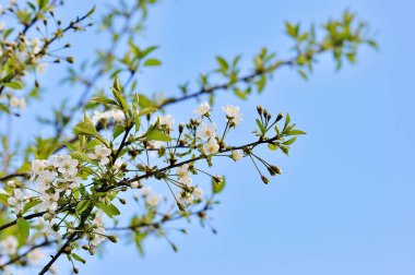 Mavi arka planlı bahar çiçekleri