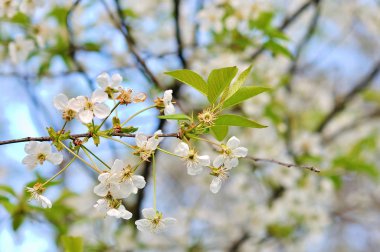 Mavi arka planlı bahar çiçekleri