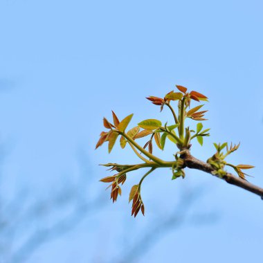 Güzel bahar çiçek açan ağaç