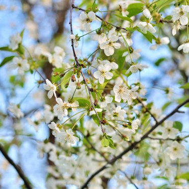 Kiraz çiçekleri, Bahar çiçeği