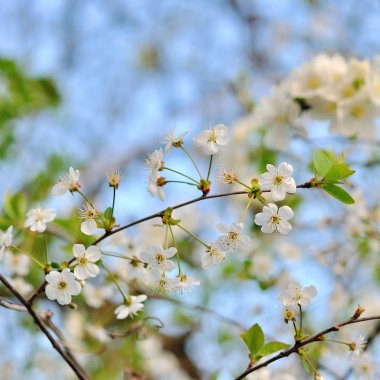 kiraz çiçekleri Şubesi.