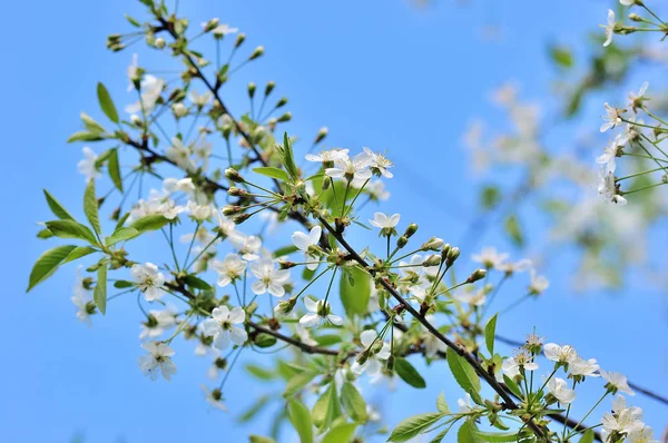 Körsbär blommor, våren blossom — Stockfoto