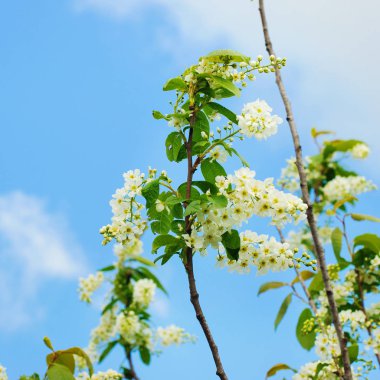 elma çiçeği Brunch