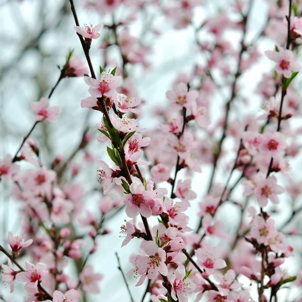 Yeni gelişen ağaç brunch fotoğrafı