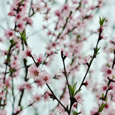 Güzel bahar çiçek açan ağaç
