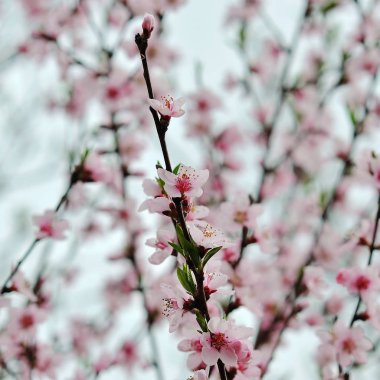 Bahar doğal arka plan