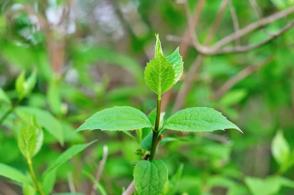 Bahar doğal arka plan